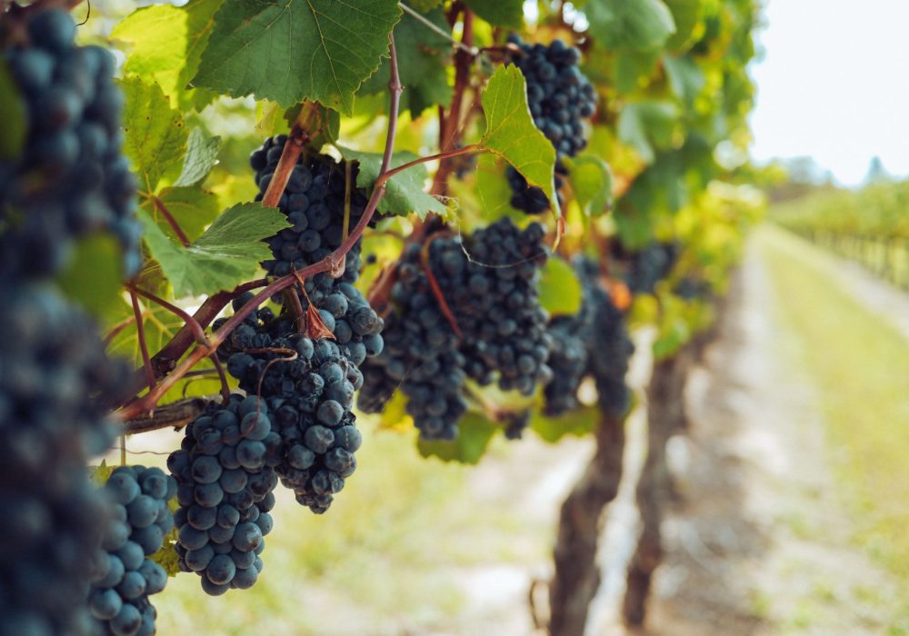 Wine Tasting Kefalonia